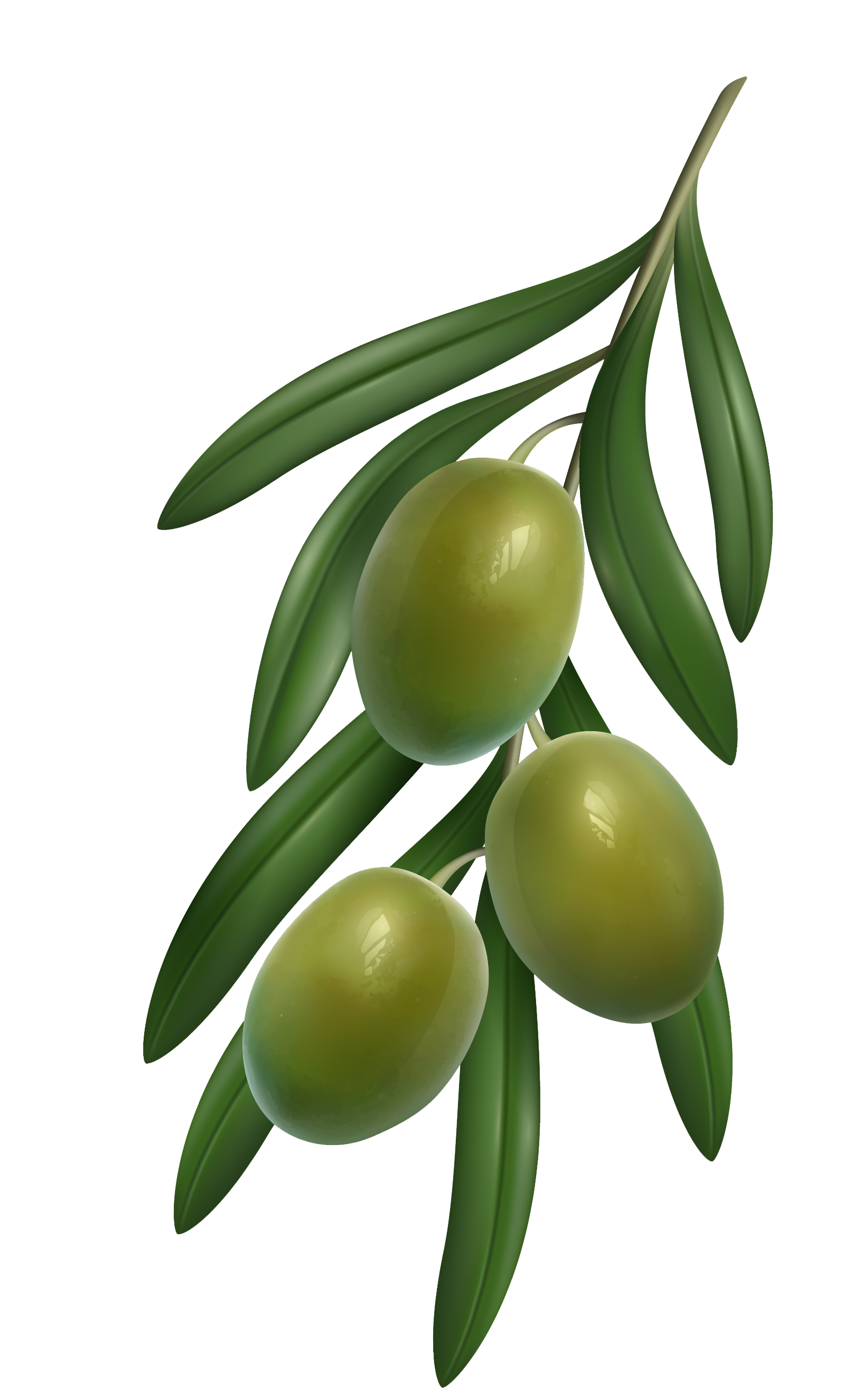 olive.png